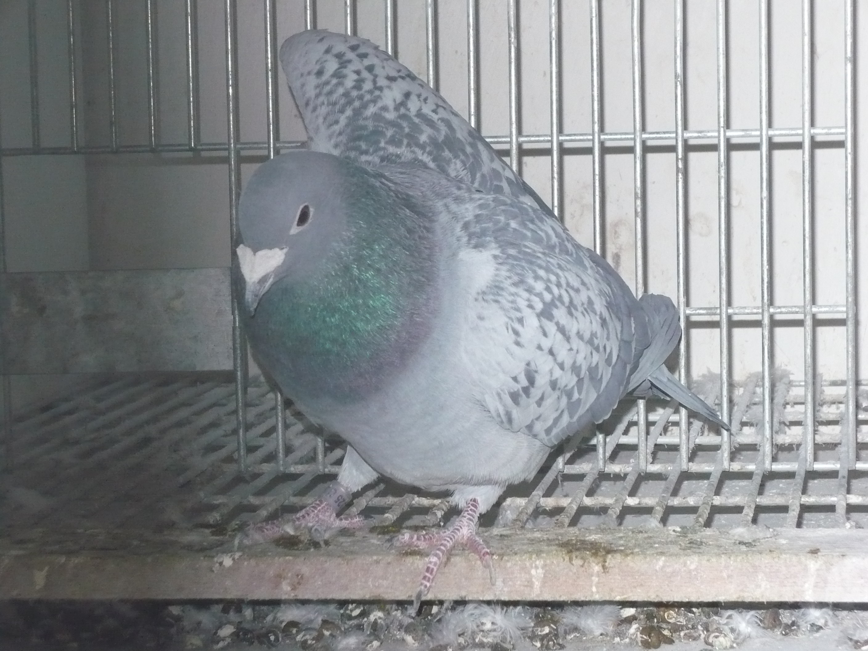 P1000136.JPG